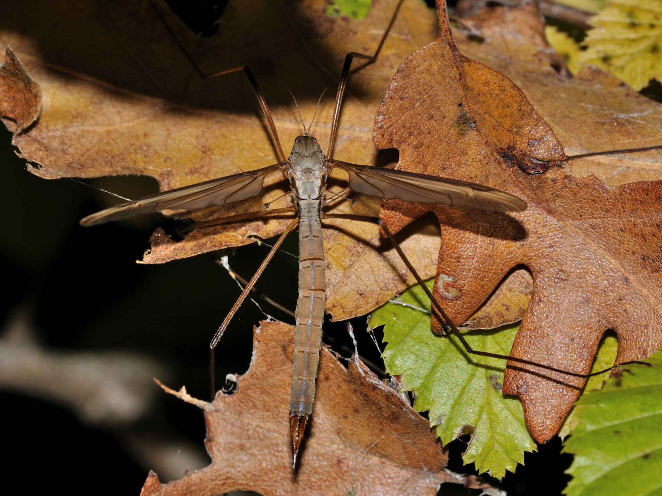 Tipula ID